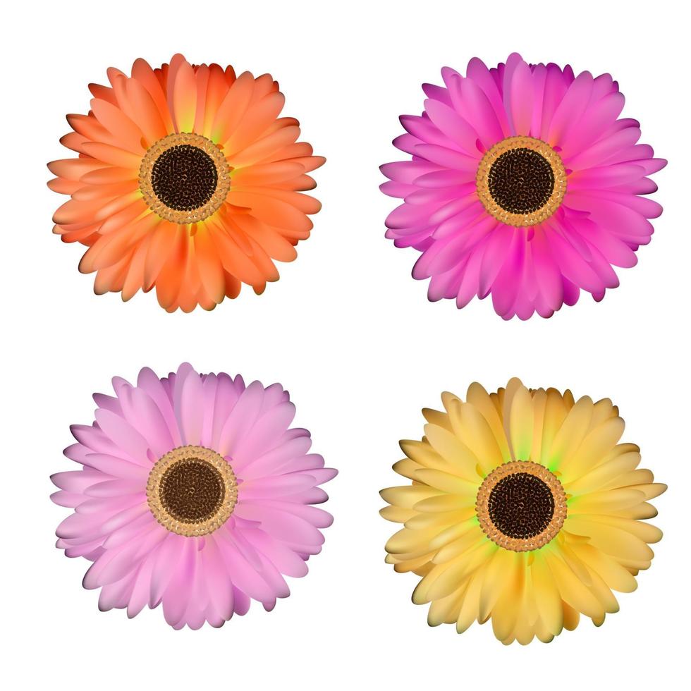 Gerbera Flower Set White Background Vector Illustration