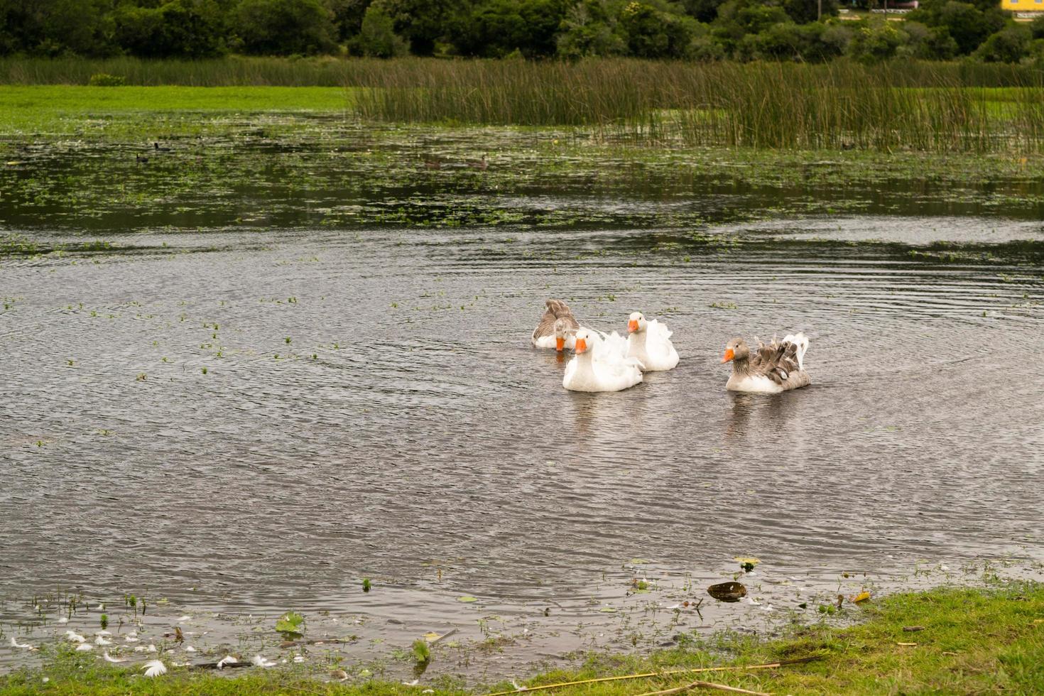 Gooses Near the Water photo