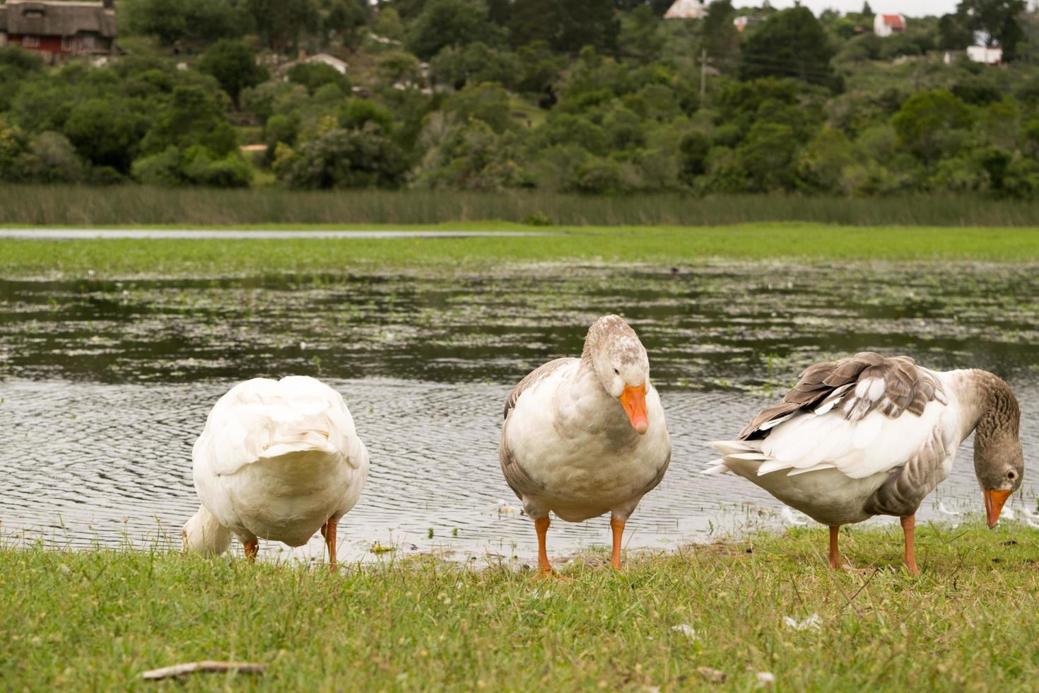 Gooses Near the Water photo