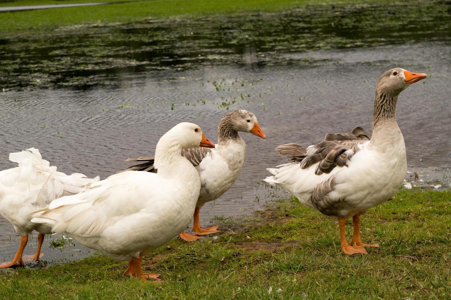 Geese near the water photo