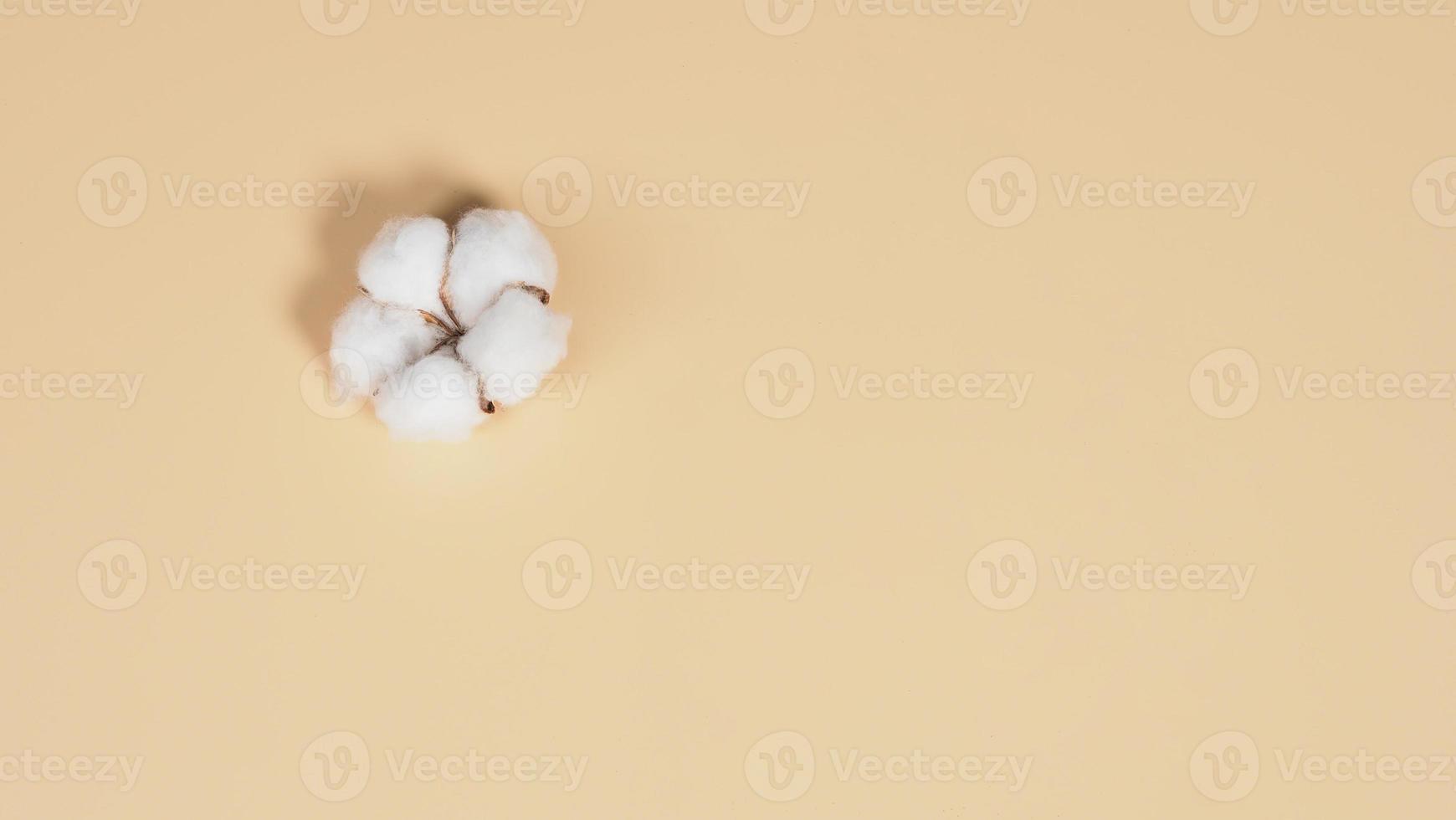 Real white color organic cotton flowers in studio shot photo