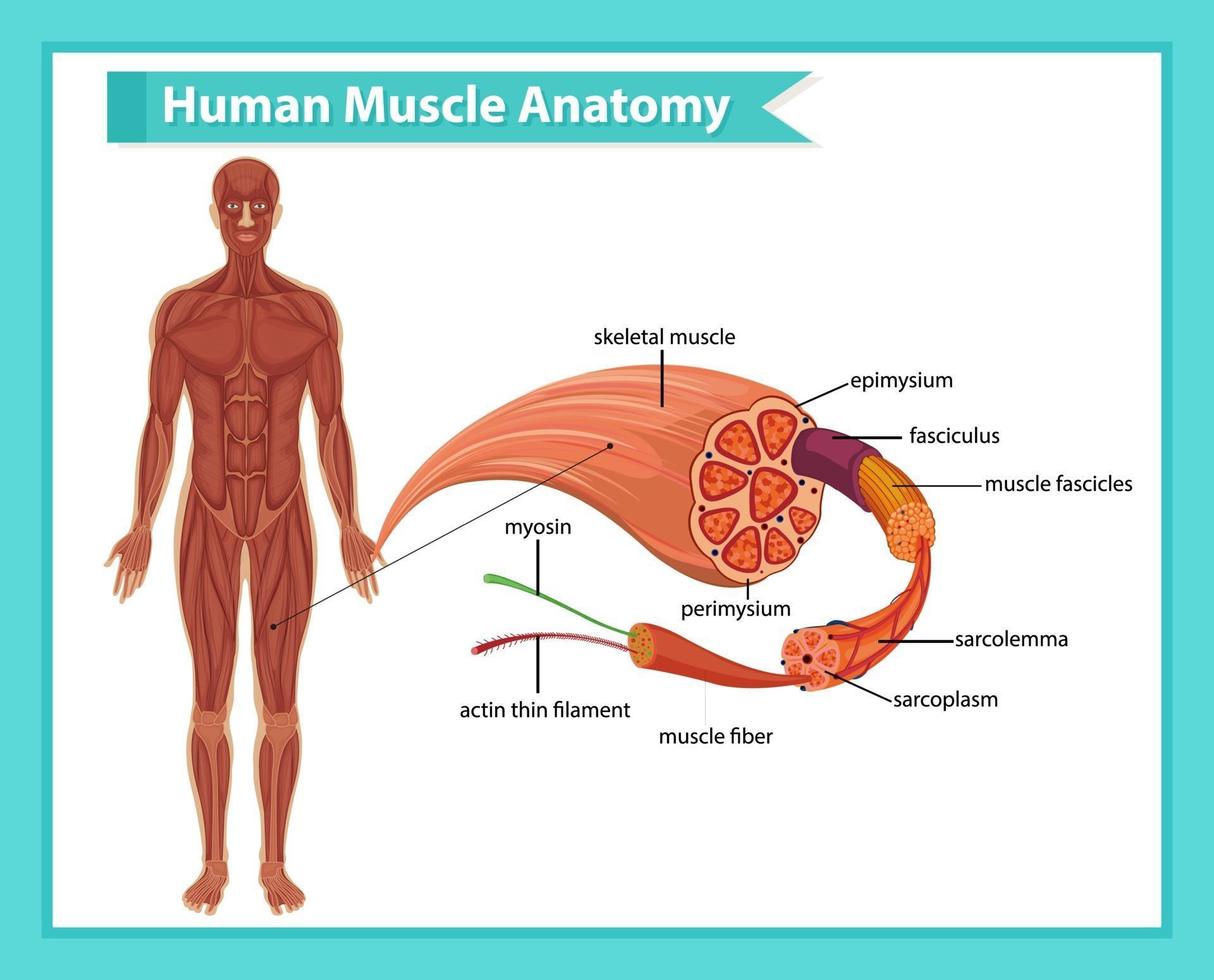anatomía del músculo humano con anatomía del cuerpo vector
