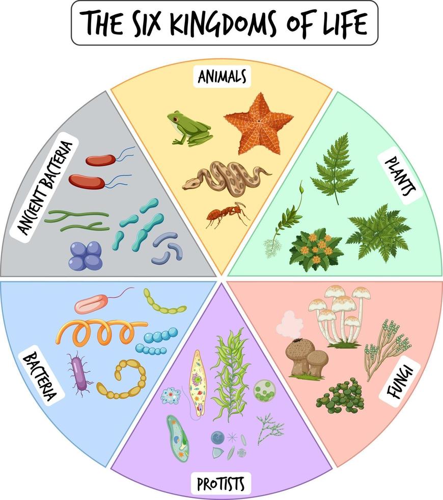 Information poster of six kingdoms of life vector