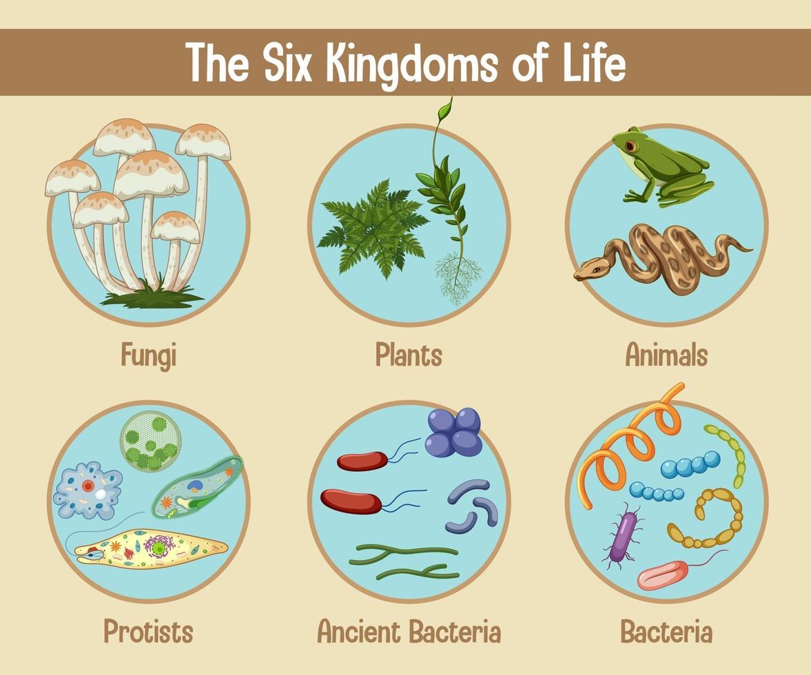 Science poster of six kingdoms of life vector