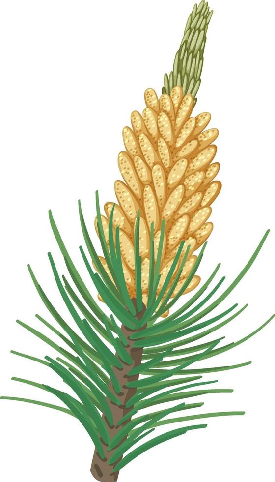 Pinecone with pine needles isolated vector