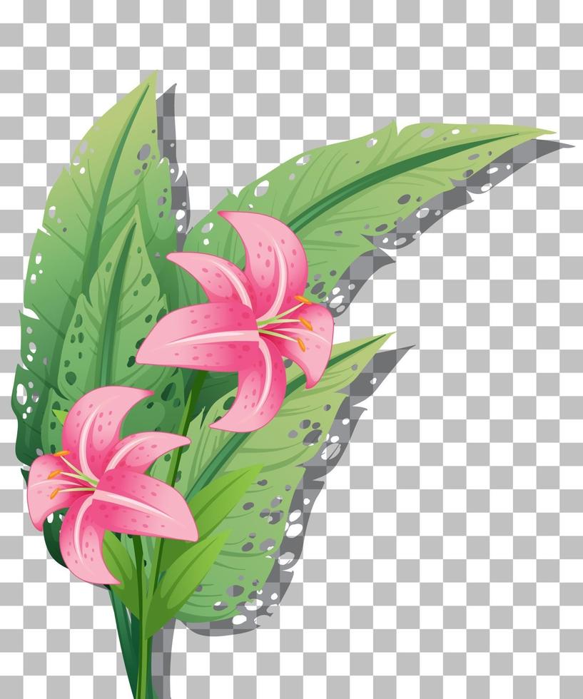 Pink lily isolated vector