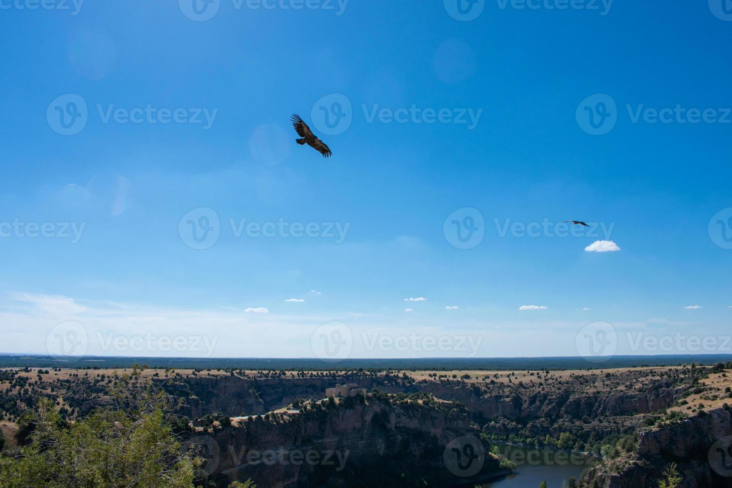 griffon vultures flying over the river photo