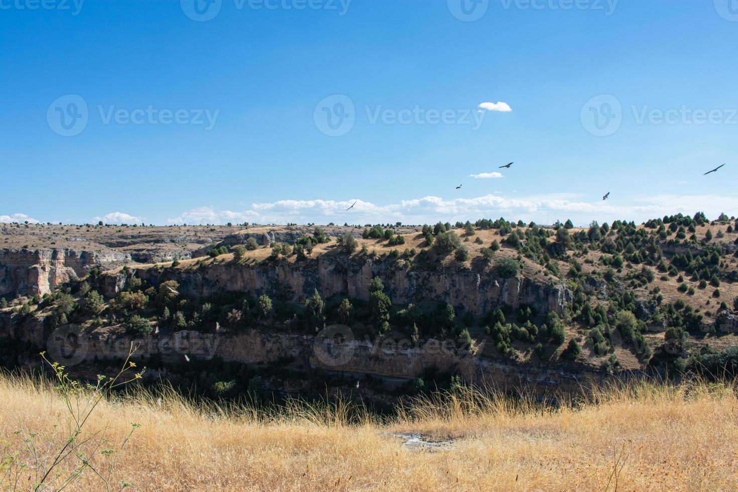 buitres leonados volando sobre el río foto