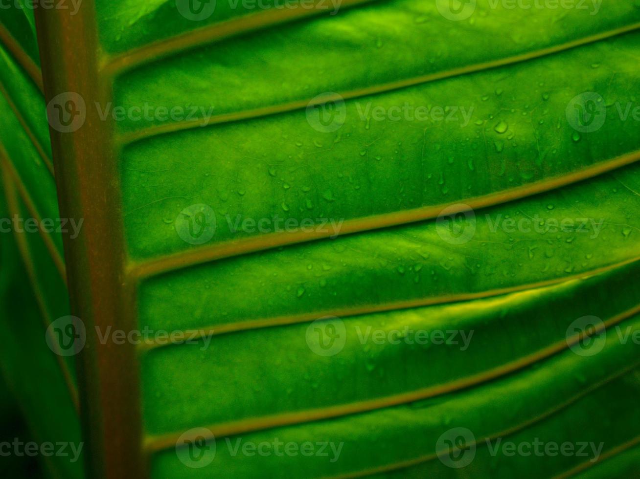 Beautiful details of moody dark green plant leaf with raindrops. Vein and texture of a large leaf. Natural abstract background. photo