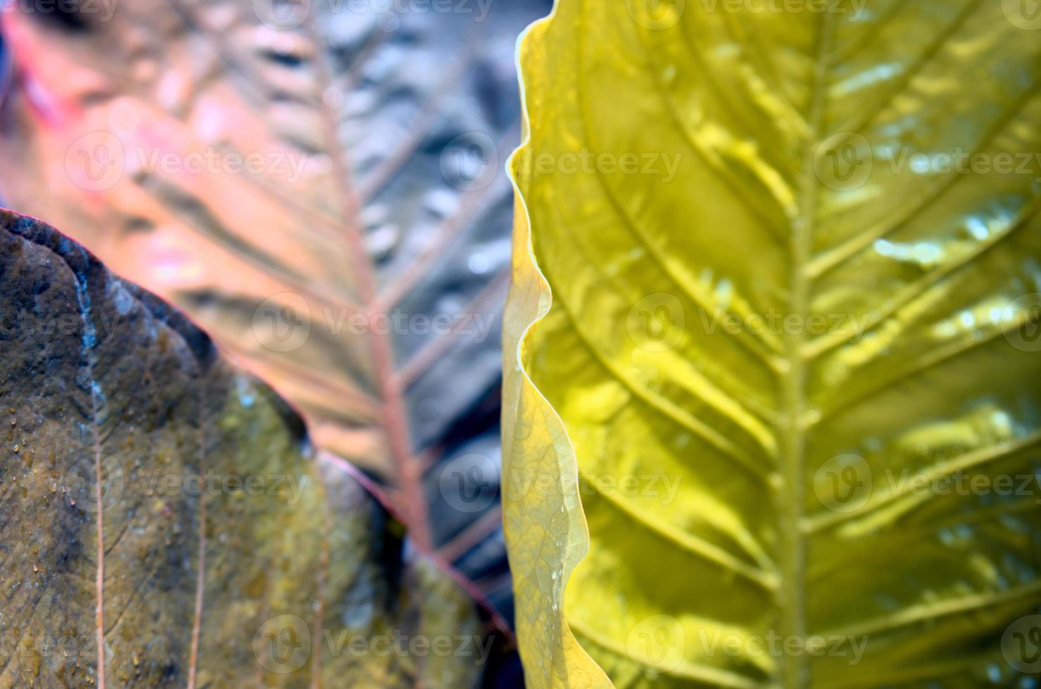 Natural leaves with glow golden, rusty silver, chromium colors gradient abstract texture background. photo