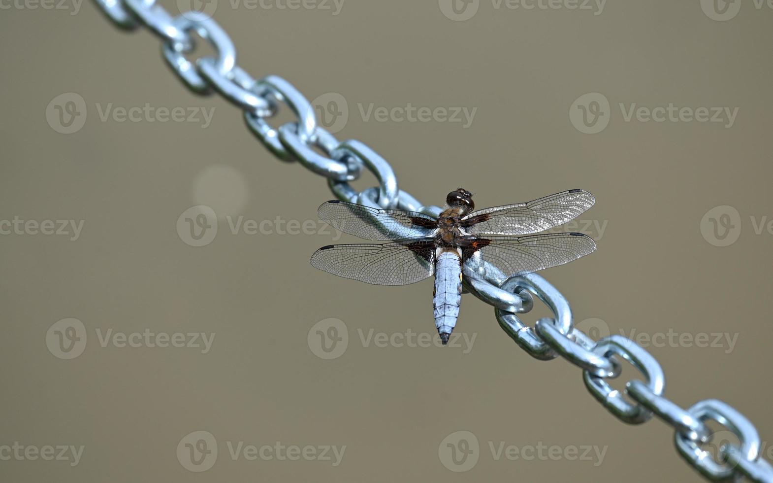 una gran libélula aterriza en una cadena de acero foto