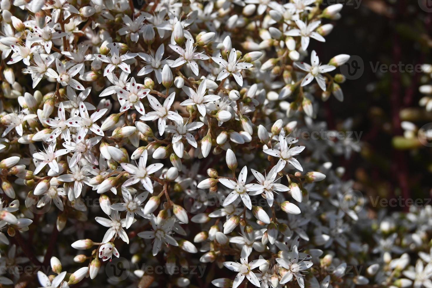 Small white carpet flowers photo