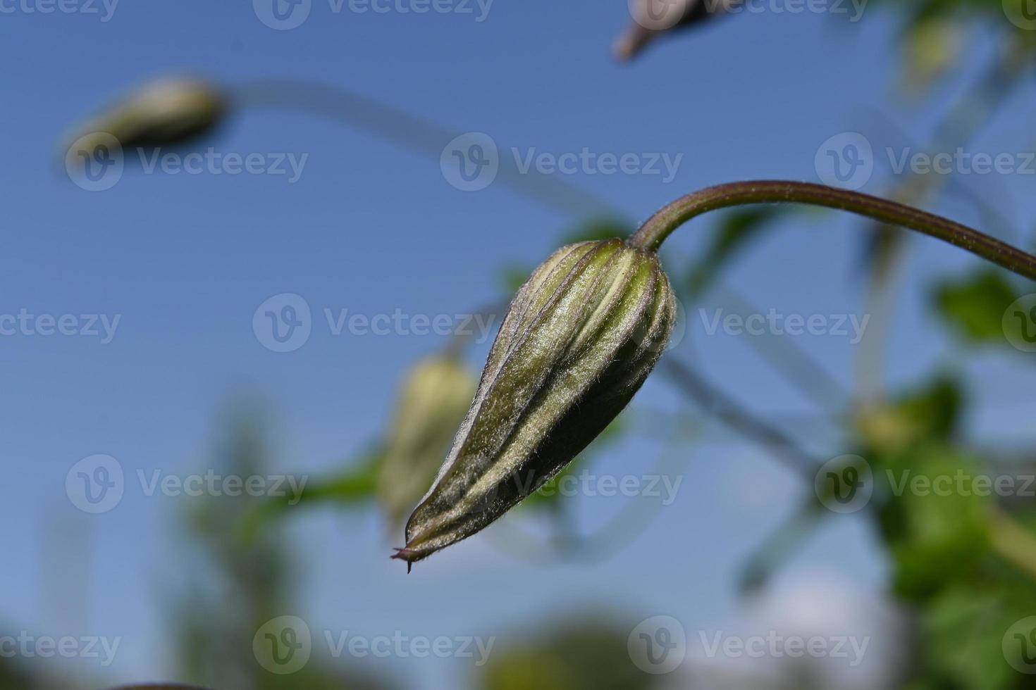 Climbing plant witch bud photo