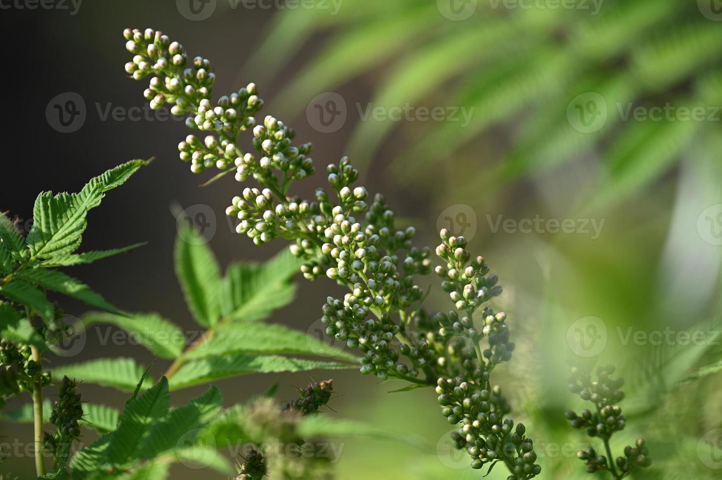 Inflorescencia ornamental de serbal con cogollos blancos. foto