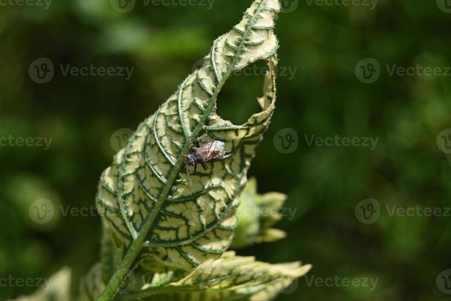 Variegated barked leaf and beetle on it photo