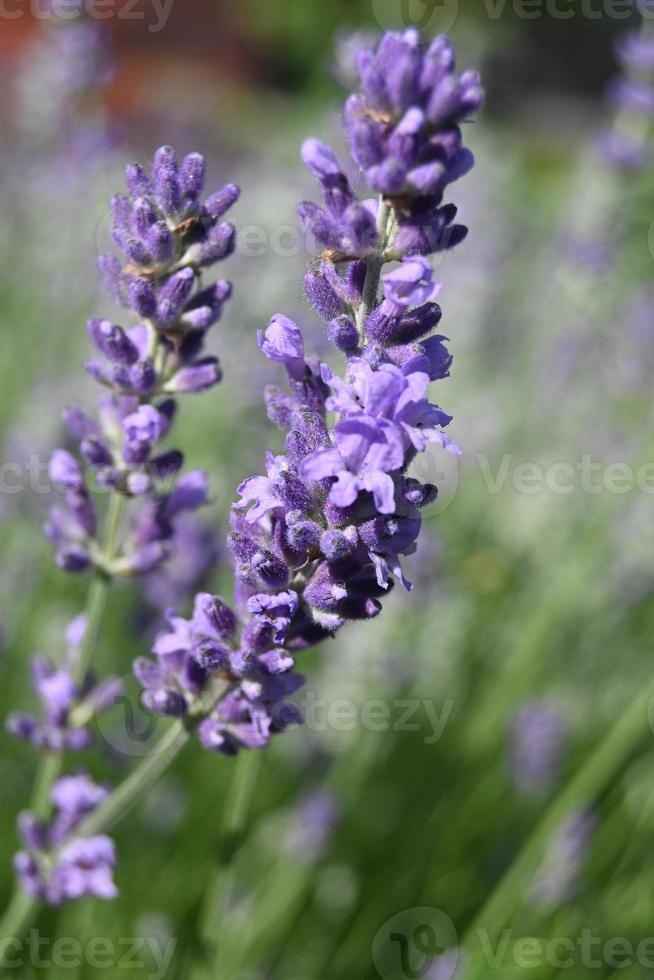 Lilac small lavender flowers on a vertical stem photo