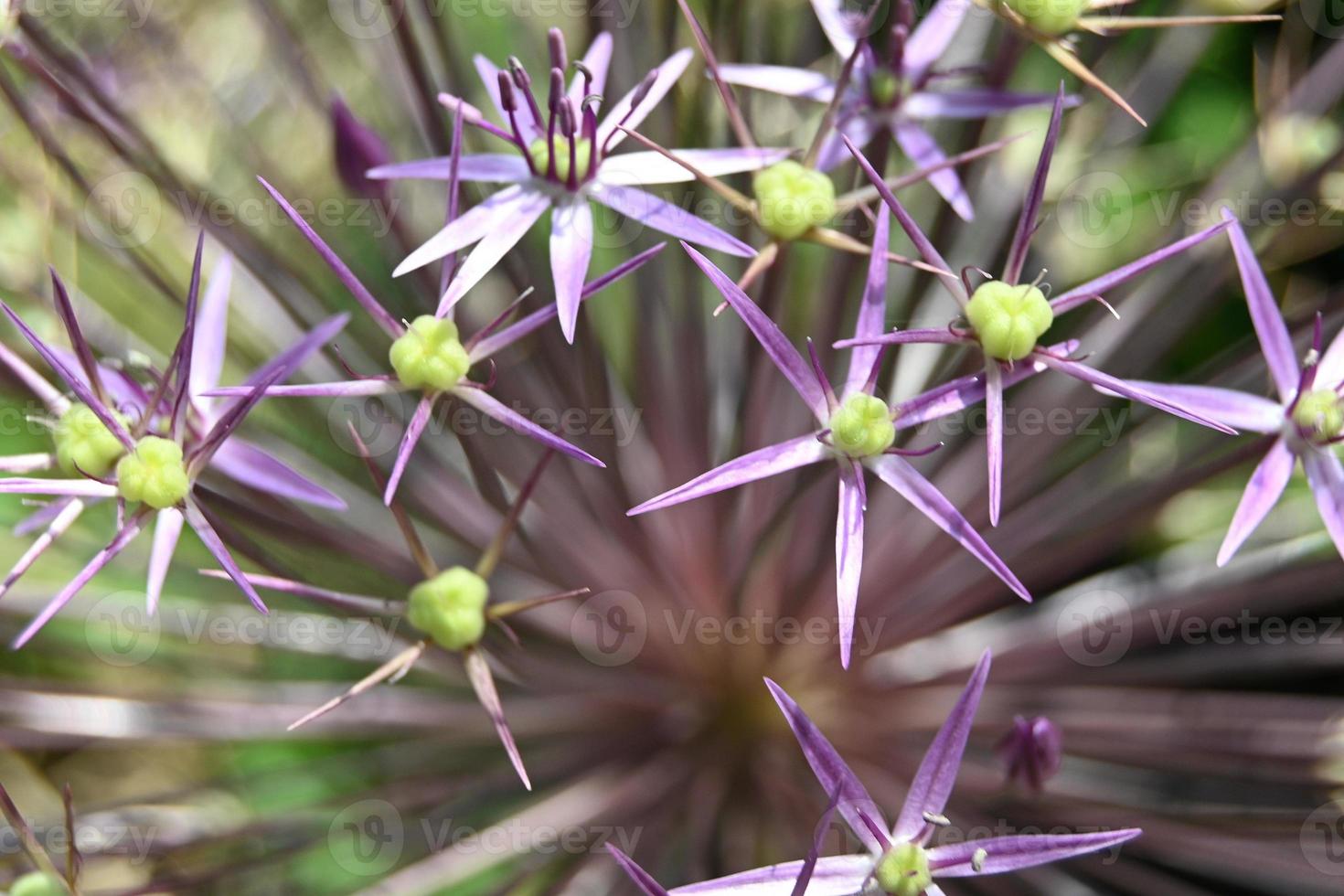 Light purple flowers of decorative garlic photo