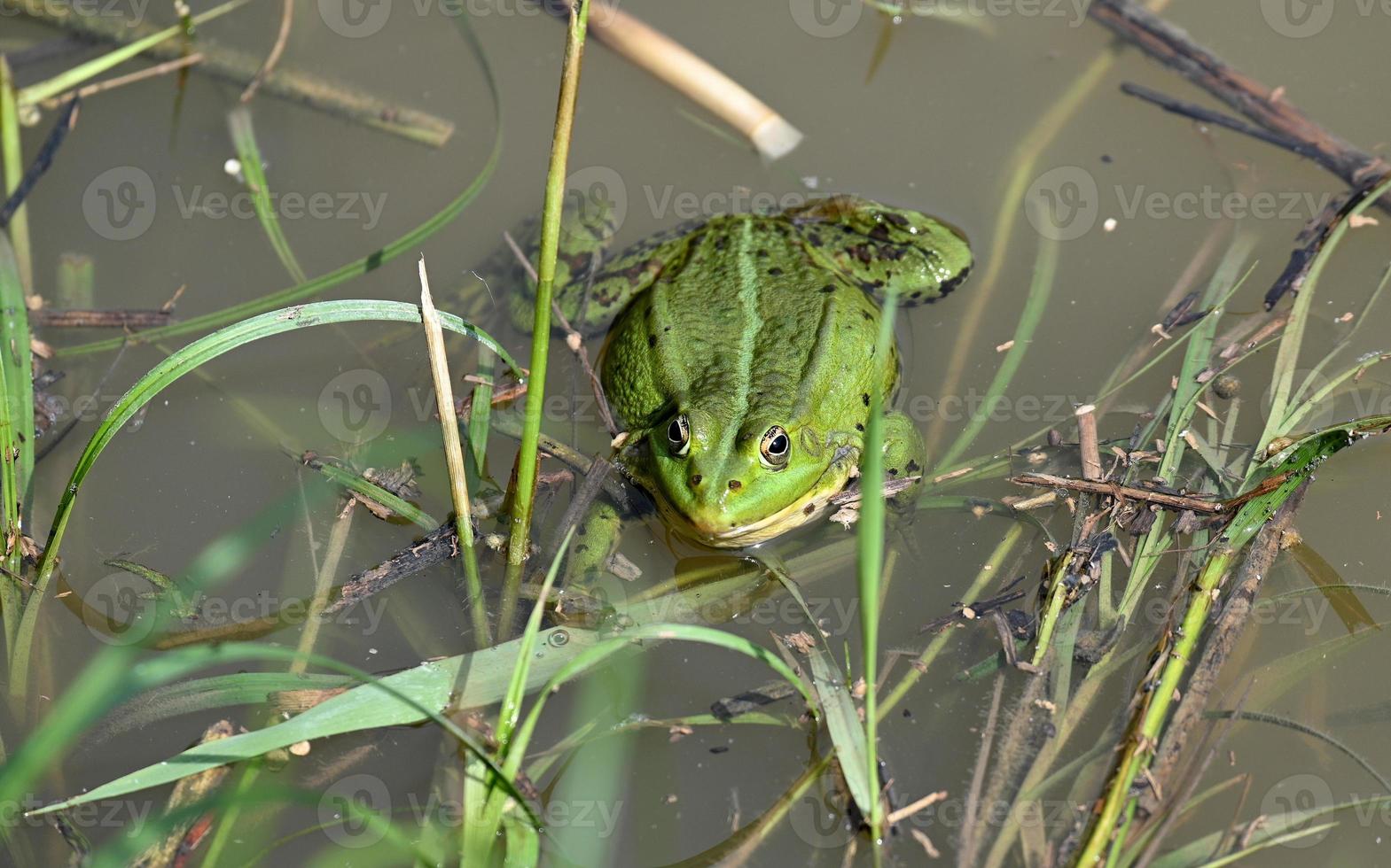 Green frog among the grass at the shore photo