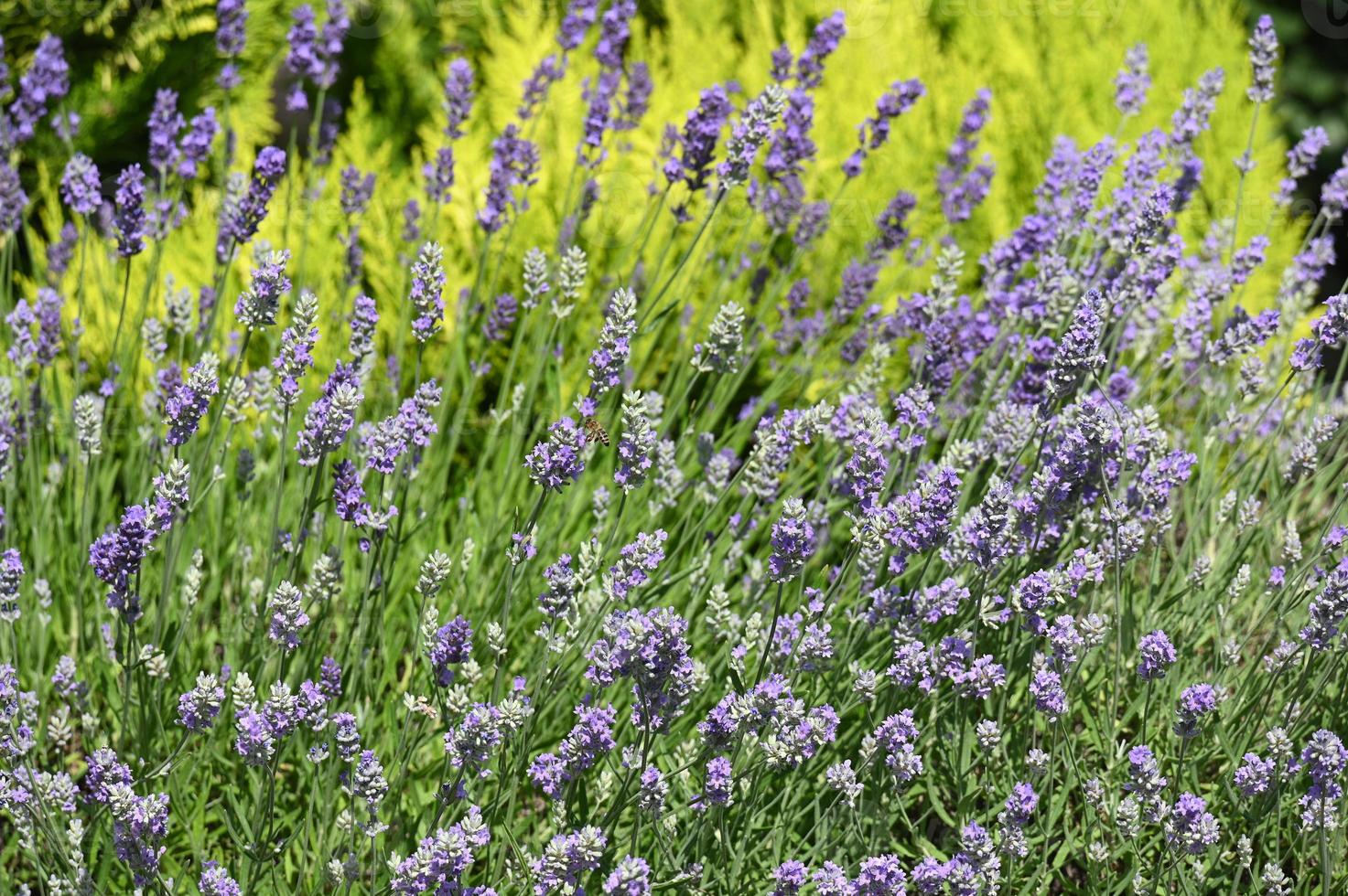 A large field of flowering lavender photo
