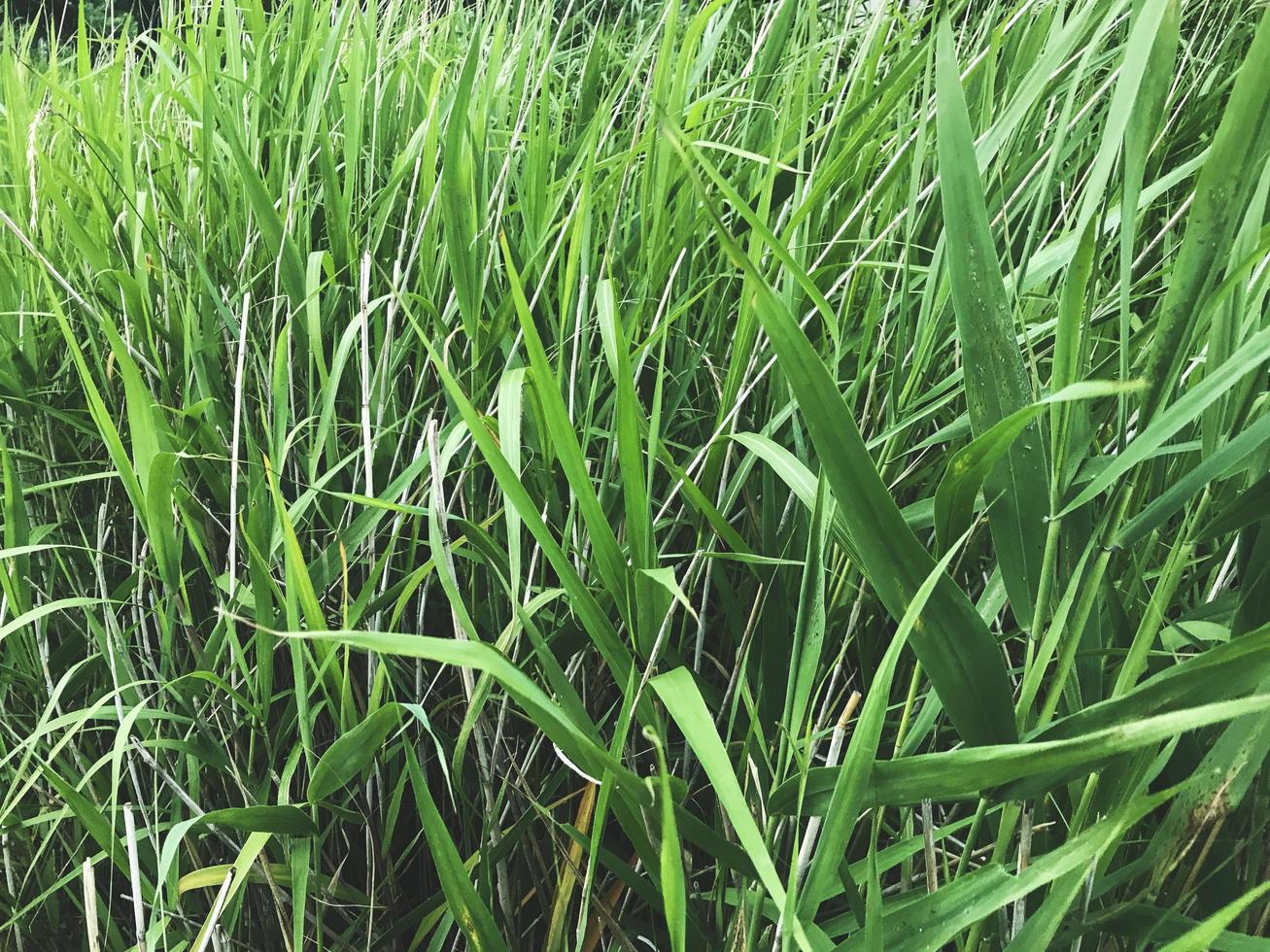 matorrales verdes de juncos en el lago foto