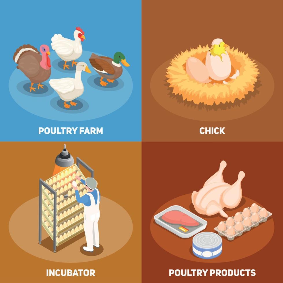 Poultry 2x2 Design Concept Vector Illustration