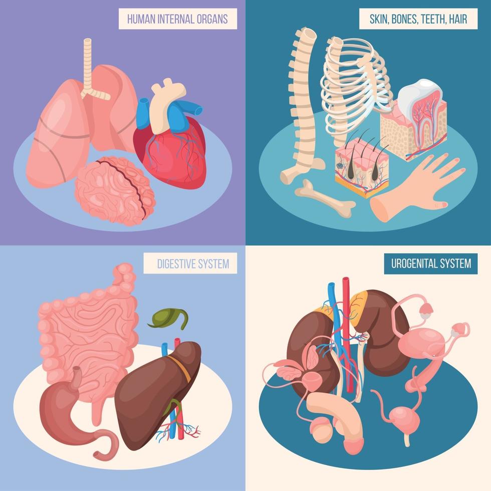 Human Organs 2x2 Design Concept Vector Illustration