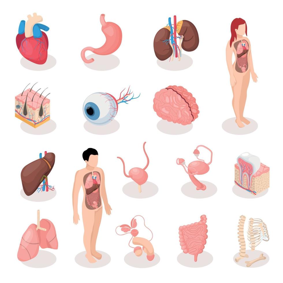 Human Organs Isometric Icons Set Vector Illustration