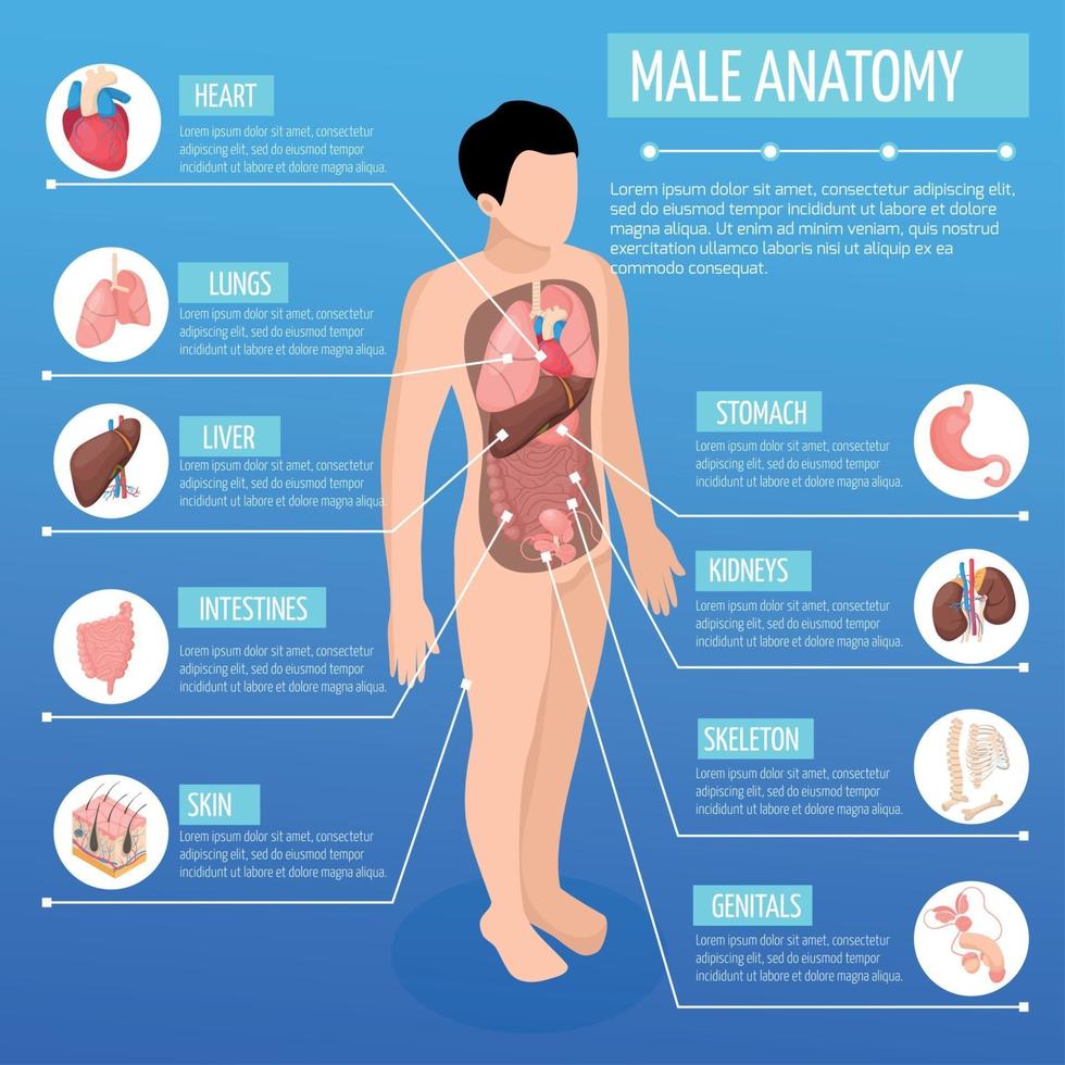 Ilustración de vector de cartel isométrico de anatomía masculina