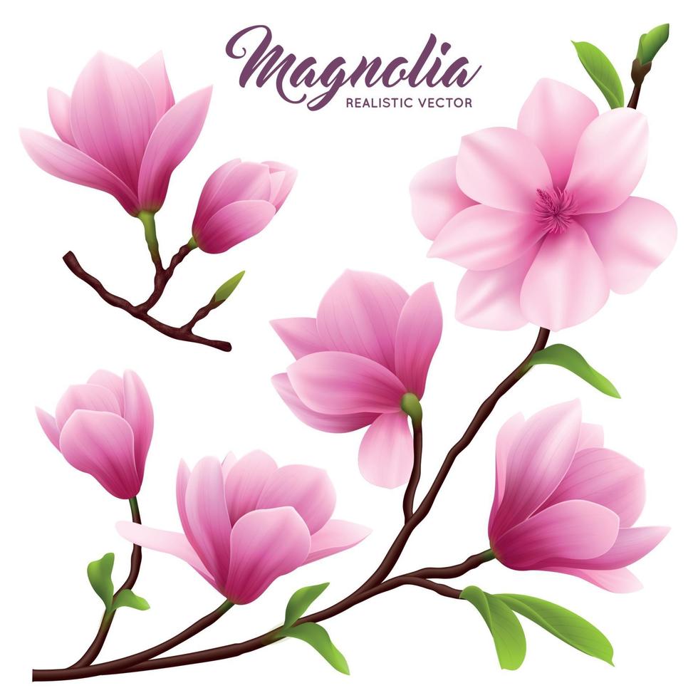 conjunto de iconos de flor de magnolia realista ilustración vectorial vector