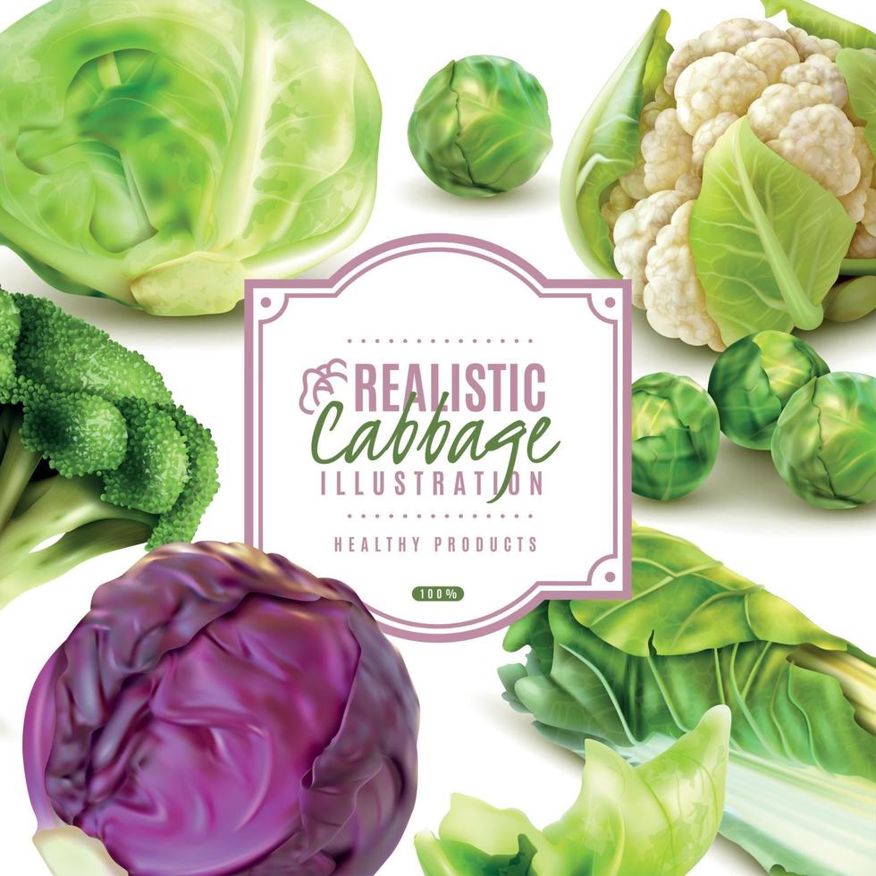 Realistic Cabbage Frame Vector Illustration