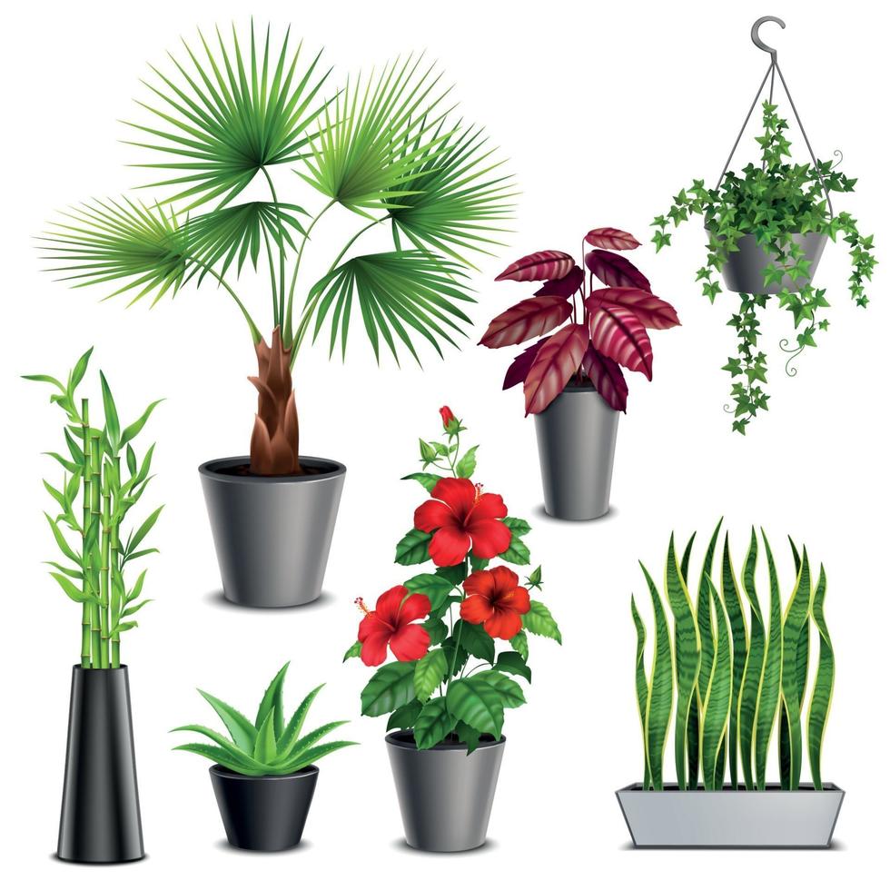 House Plants Realistic Set Vector Illustration
