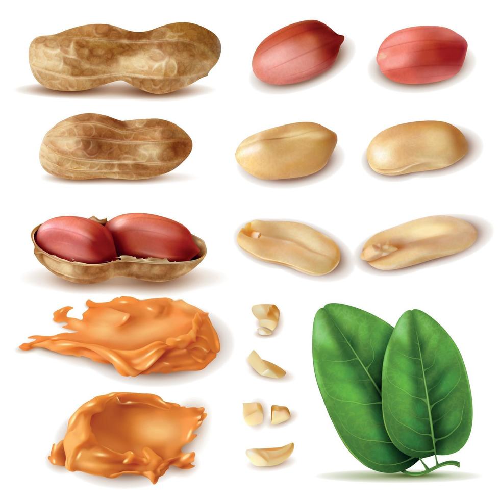 Peanut Beans Realistic Set Vector Illustration