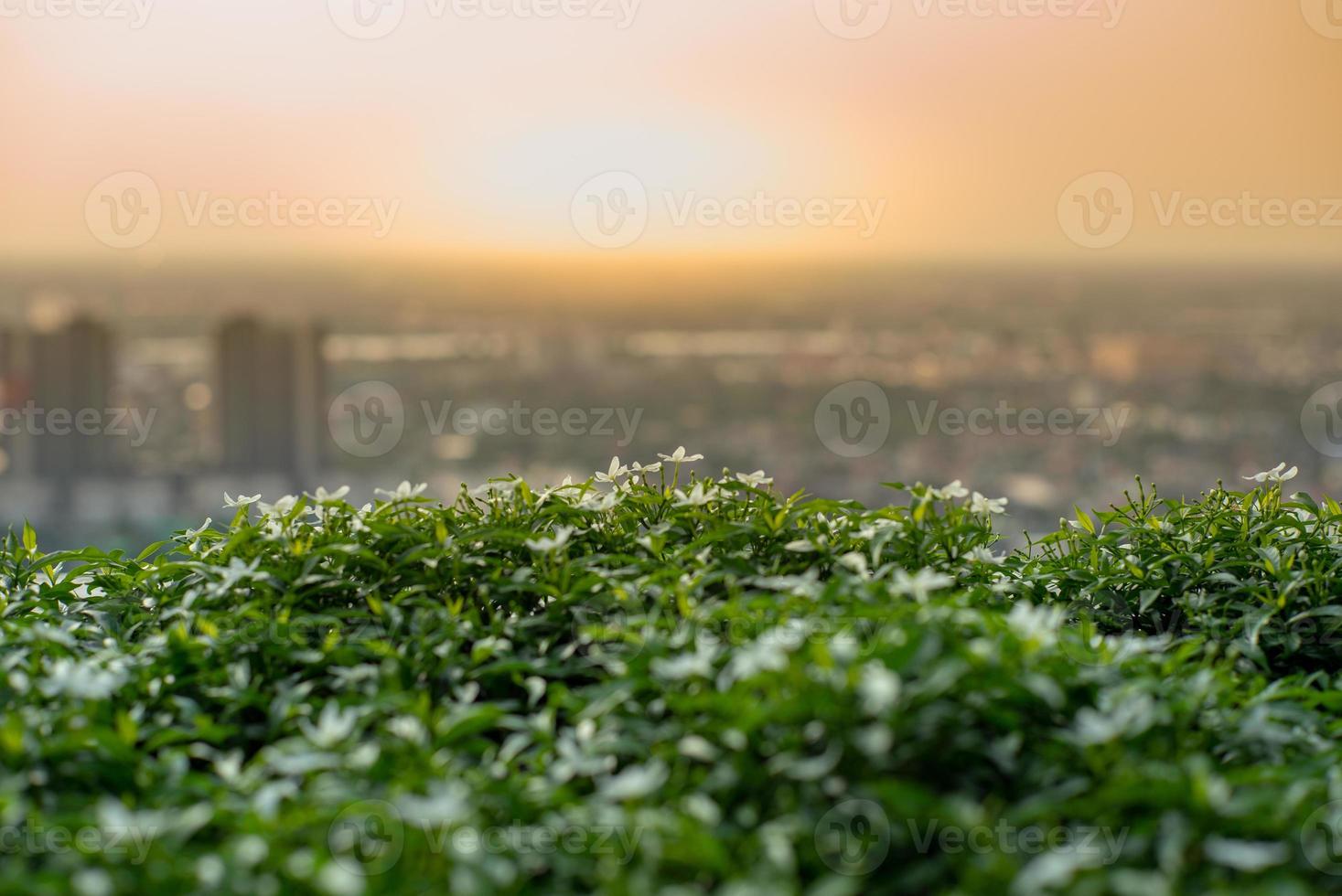 Closeup little flowers and green bush in the roof top garden with blurred cityscape and sunset in background photo