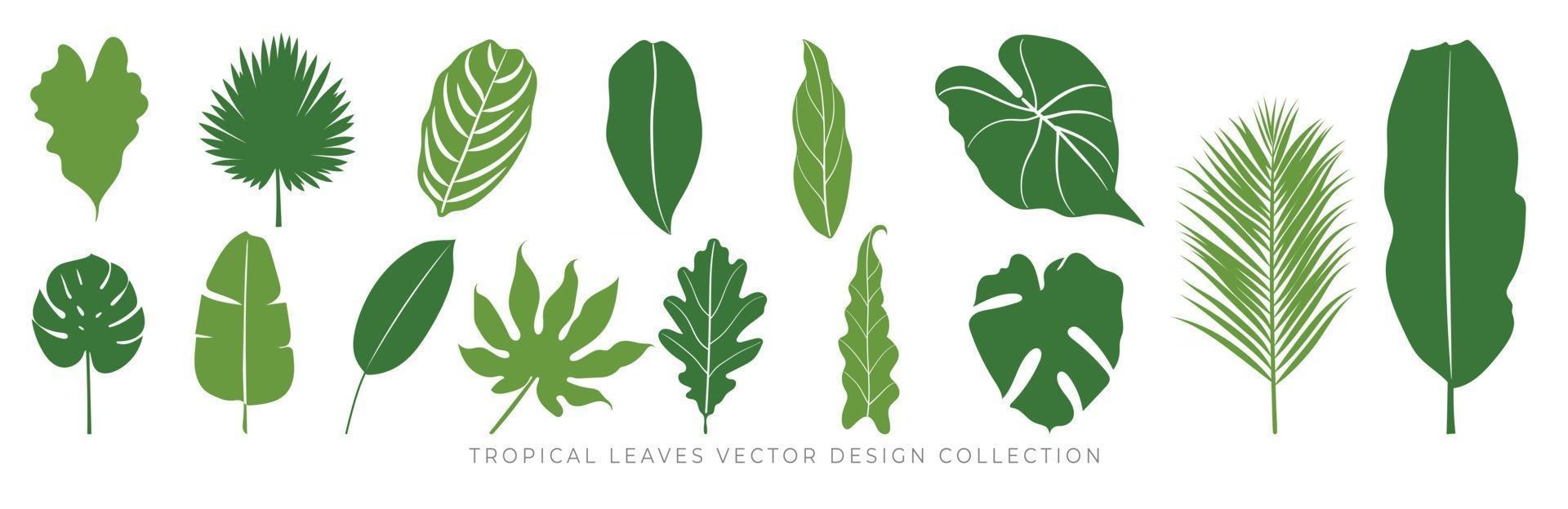 Tropical leaves vector set. Palm leaf, coconut leaf, banana leaves, monstera, fern, Botanical and Jungle leaves design for nature background, Eco and summer banner, wallpaper, pattern and prints.