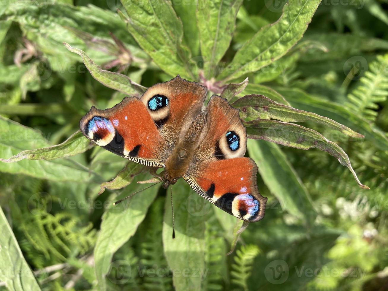 mariposa pavo real reino unido verano lepidópteros foto