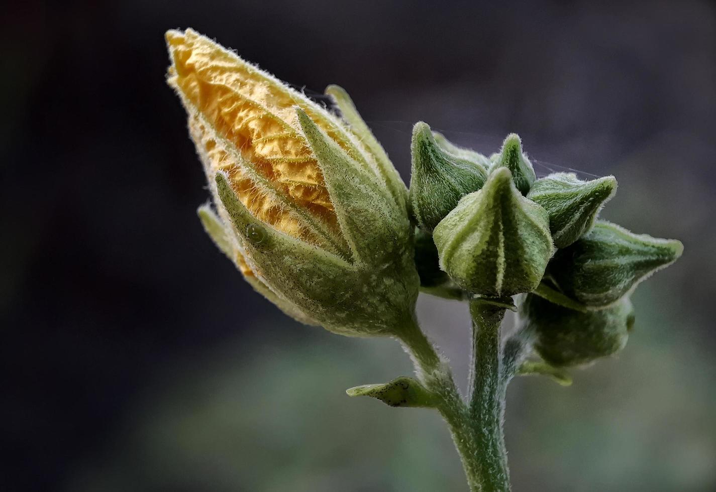 Flower on dark color background photo