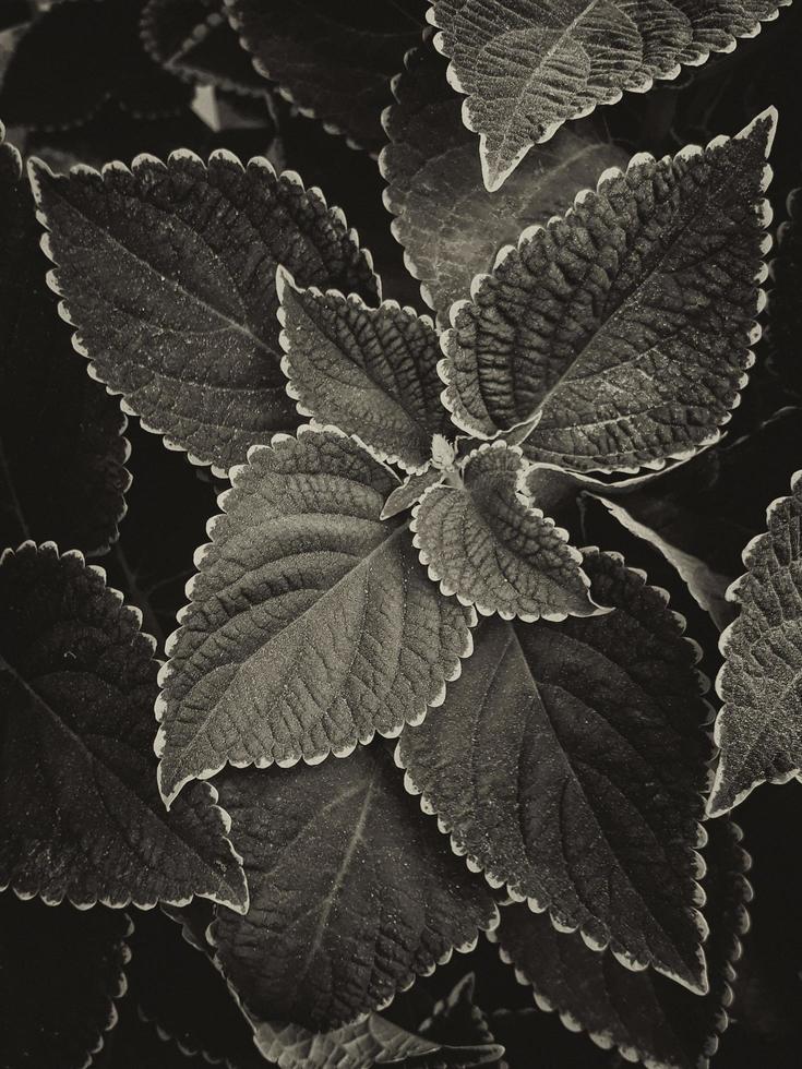 Background of dark gray color leaves photo