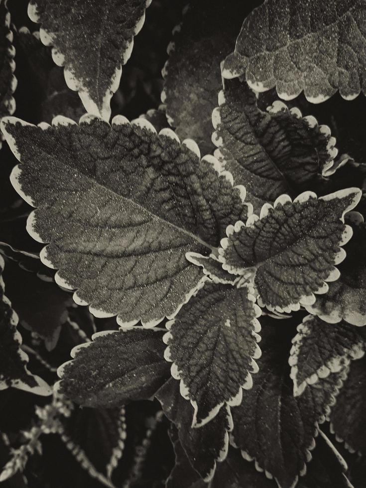 Background of dark gray color leaves photo