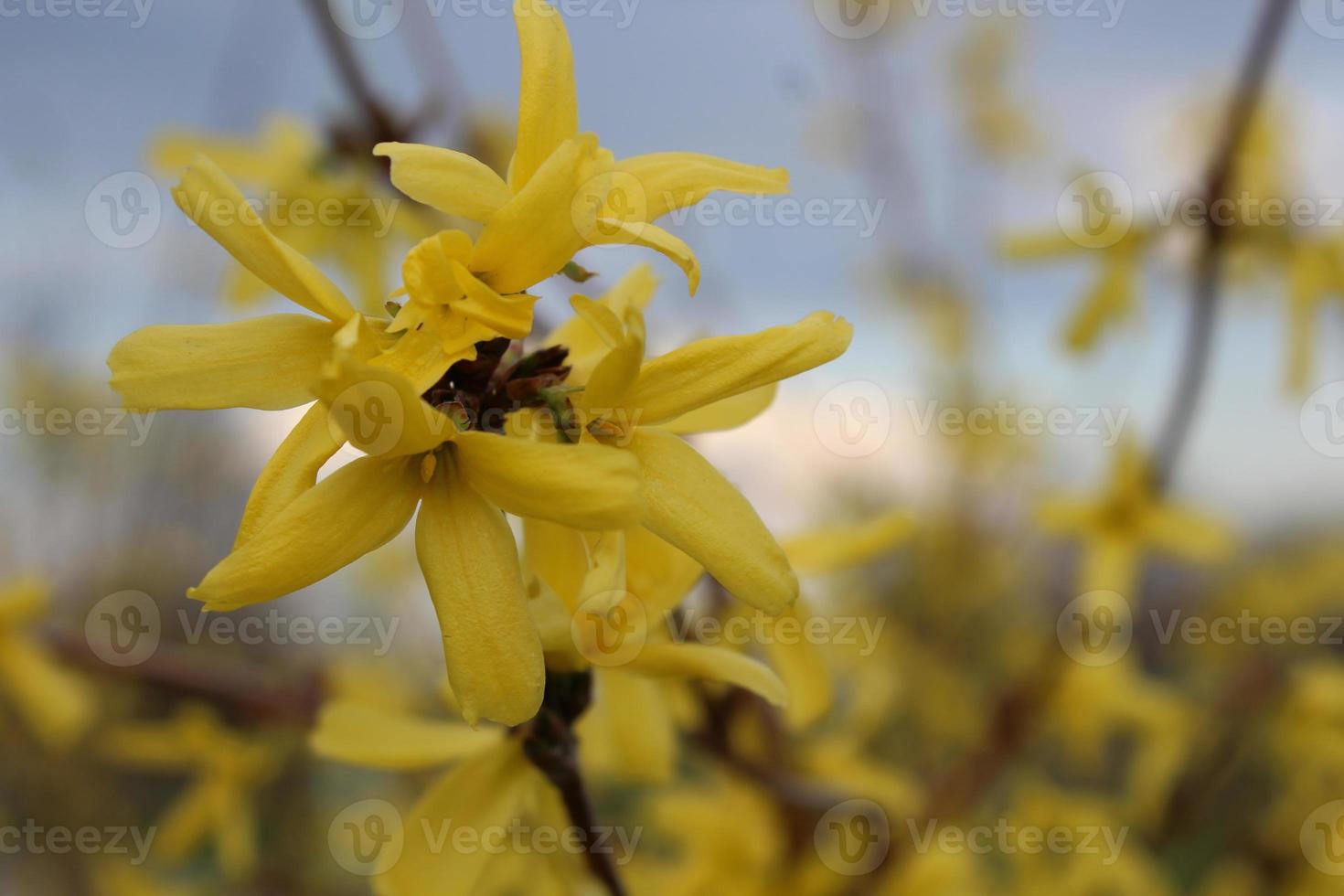 A branch of blooming forsythia against the blue sky. Yellow flowers on a bush in early spring before Easter. Macro background photo
