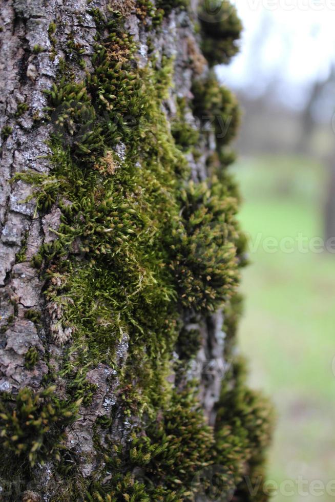 fondo corteza de árbol viejo cubierto de musgo verde esponjoso. textura natural foto