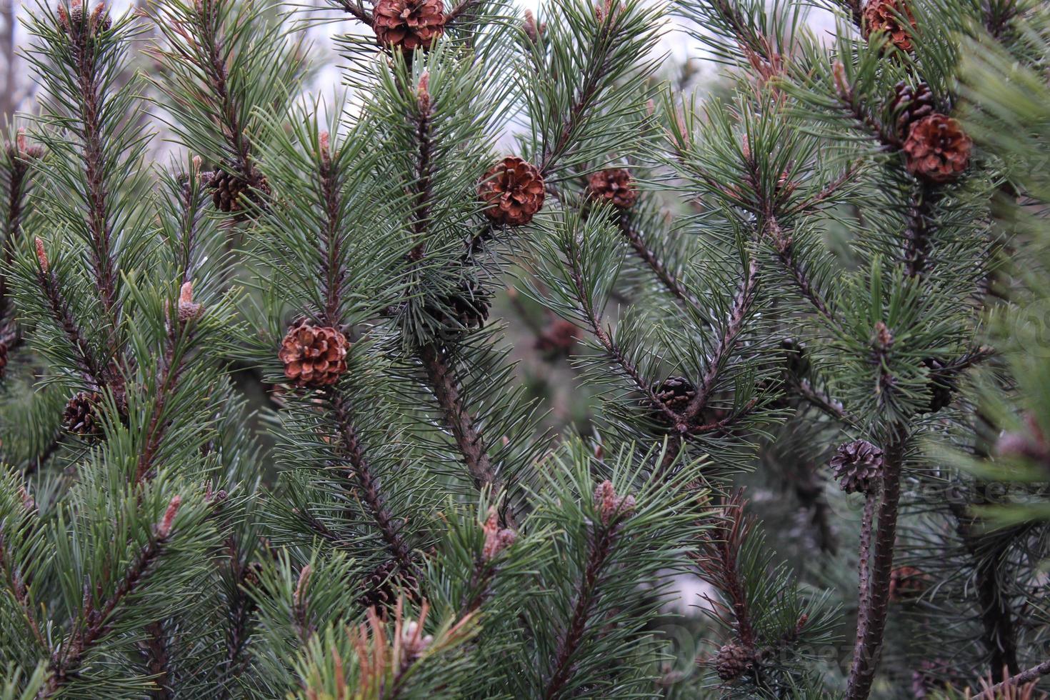 fondo de ramas de un árbol de navidad foto