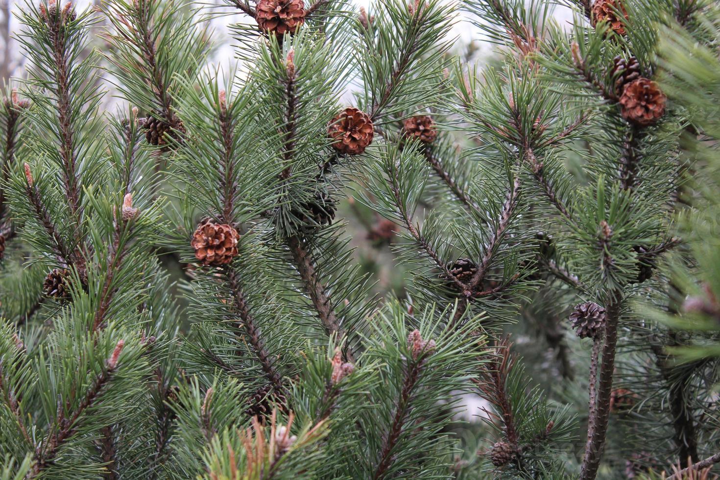 Background of green spruce or pine branches with brown cones photo