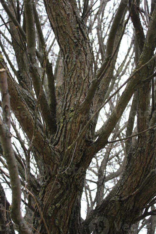 fondo de un árbol ramificado sin follaje. textura de corteza. finales del otoño foto