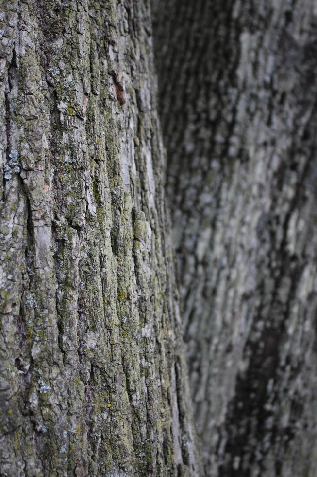 Wood texture background. Macro shot of bark with small moss photo