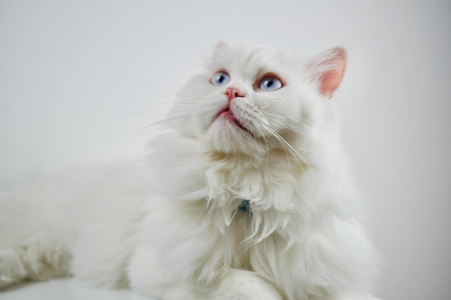 cara de muñeca persa chinchilla gato blanco. animal doméstico lindo y esponjoso con ojos azules foto