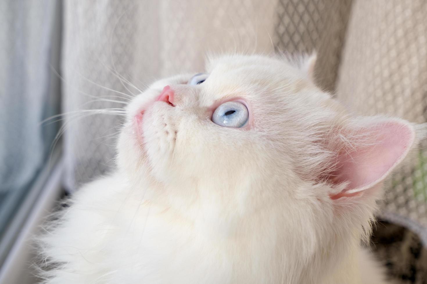 cara de muñeca persa chinchilla gato blanco. animal de compañía lindo y esponjoso con ojos azules foto