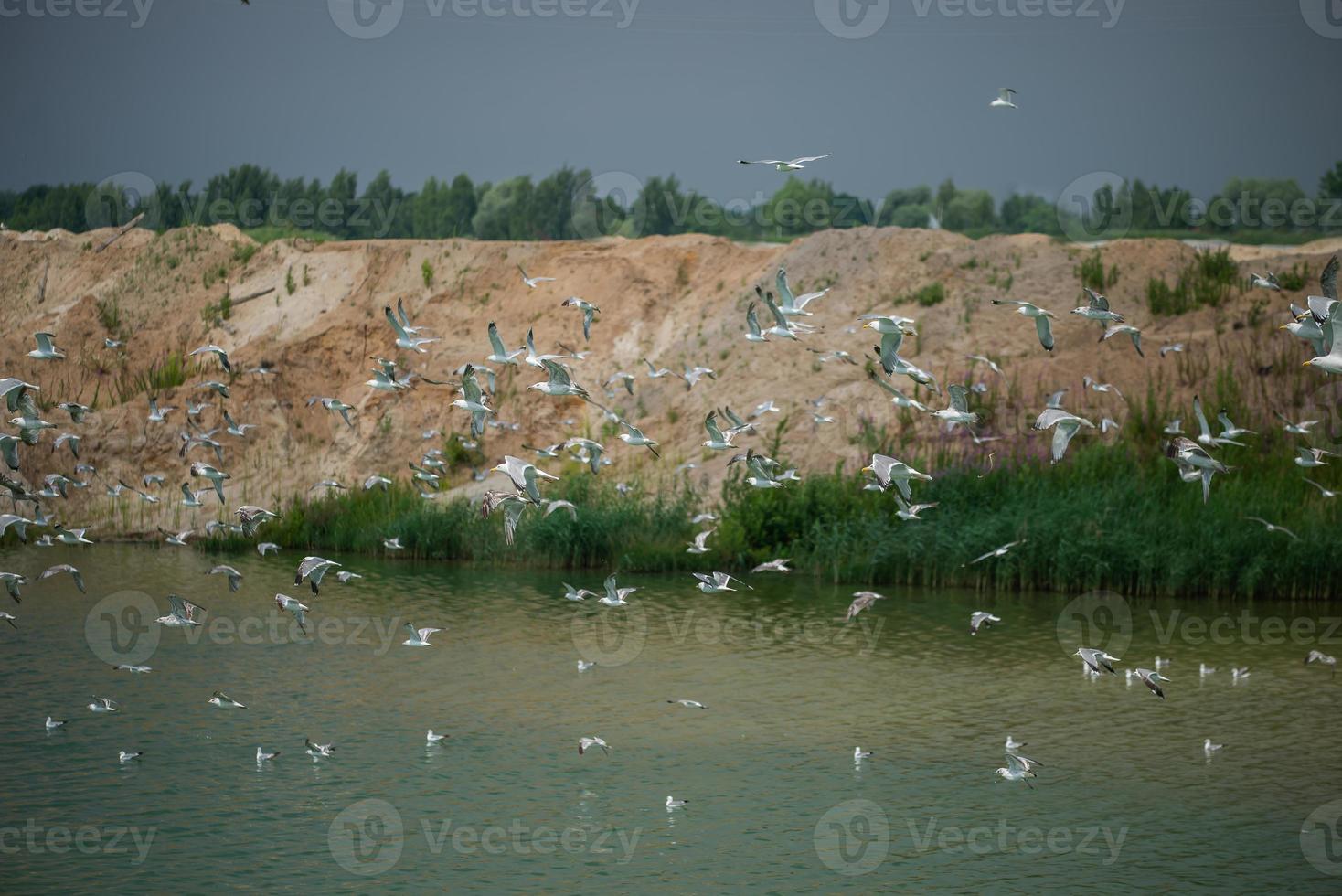 una gran cantidad de gaviotas vuelan sobre el lago. foto