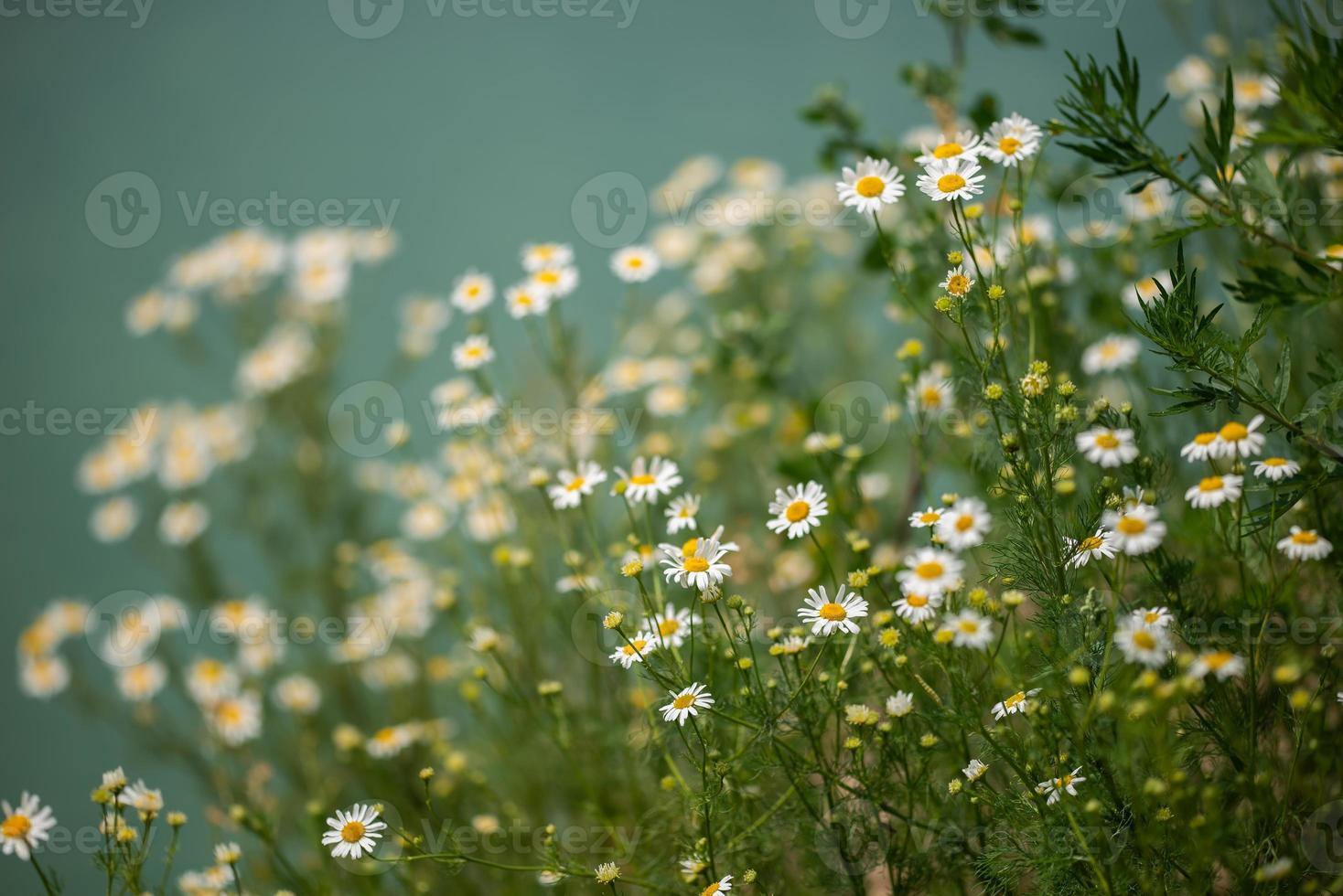 A field with daisies on the shore of a blue lake. Summer nature. photo