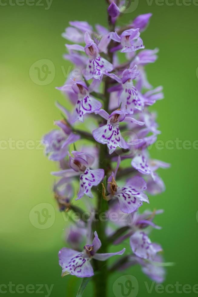 fotografía macro de un lupino púrpura. flores silvestres. plantas de verano. foto