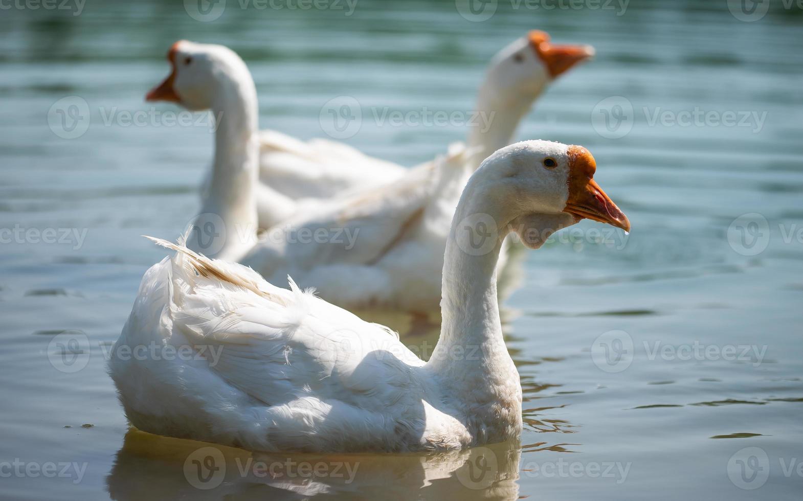 Tres gansos blancos con picos anaranjados nadan en un estanque transparente. foto